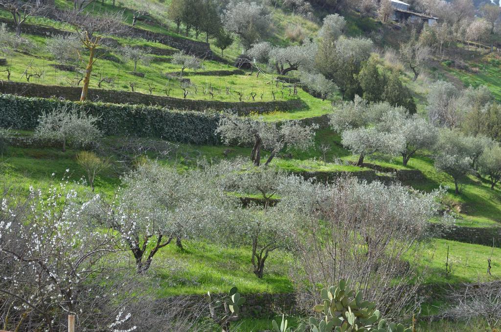 Villa Della Mimosa Alia ภายนอก รูปภาพ